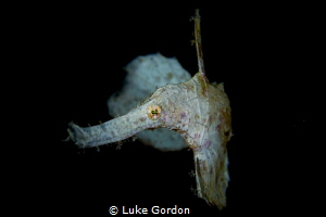 A white robust ghost pipefish hangs out around a white fe... by Luke Gordon 